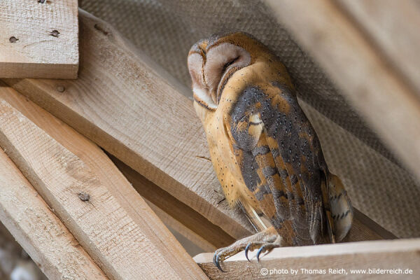 Resting Barn Owl