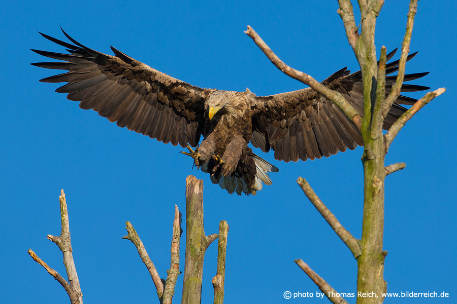 White-tailed eagle landing