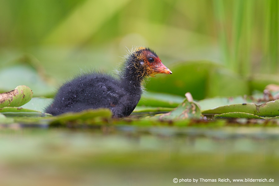 Eurasian Coot fledgling close to breeding site