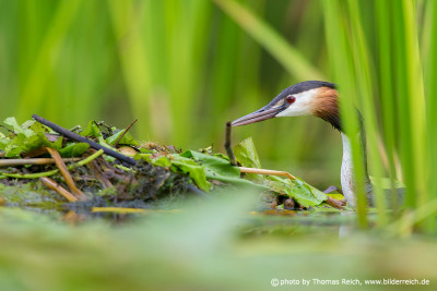 Great Crested Grebe builds nest