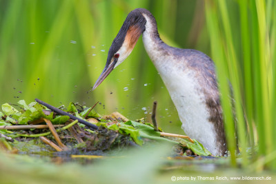 Great Crested Grebe standing on nest
