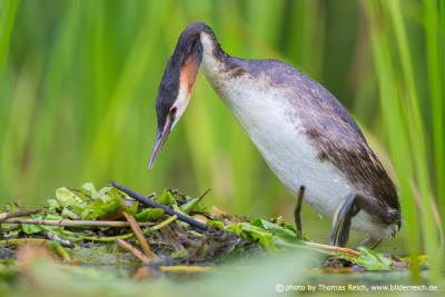 Great Crested Grebe jumps on nest