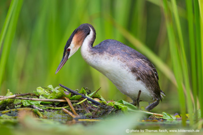 Great Crested Grebe stands at clutch of eggs