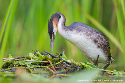 Great Crested Grebe at its nest