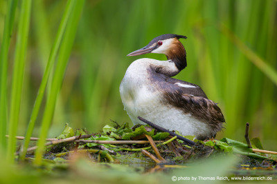 Nest of Great Crested Grebe in spring