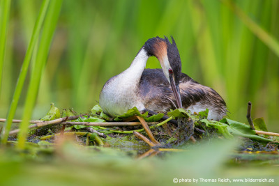 Breeding time of Great Crested Grebe in Germany