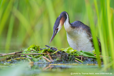 Great Crested Grebe nesting habits