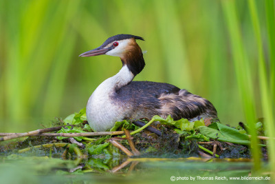 Great Crested Grebe breeds in vegetated area