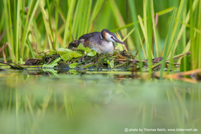 Great Crested Grebe nest in reeds