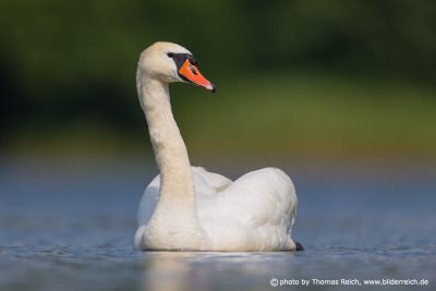 Swimming Mute Swan male
