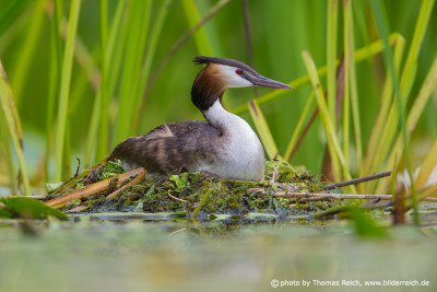 Nest habits of Great Crested Grebe