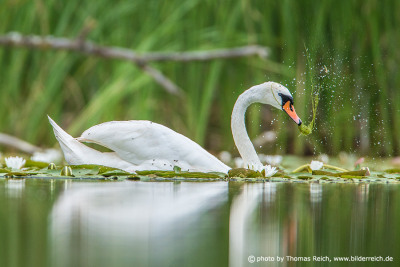 Mute Swan feeding