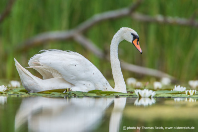 Mute Swan in the water with water lilies