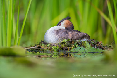 Great Crested Grebe breeding time