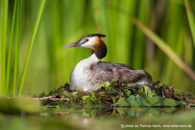 Great Crested Grebe nest on lake