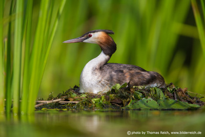 Great Crested Grebe breeds on floating nest