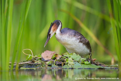 Great Crested Grebe Great crested grebe climbs nest