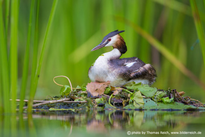 Great Crested Grebe breeding site