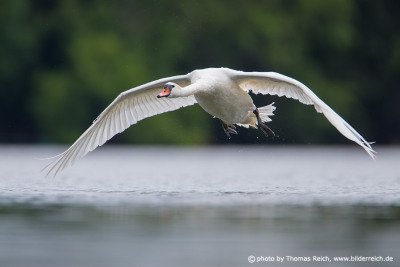 Mute Swan flying over a lake