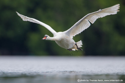 Mute Swan in flight image