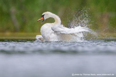 Mute Swan cleaning plumage