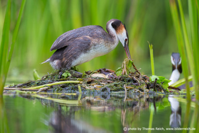 Great Crested Grebe brood care