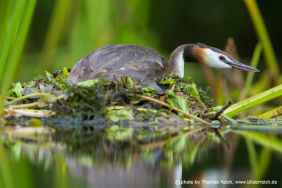 Great Crested Grebe nests on the water´s edge