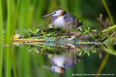 Great Crested Grebe brooding