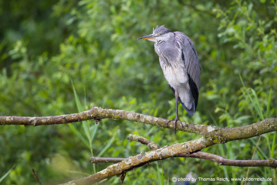 Grey Heron stand on branch with one leg