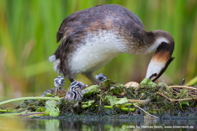 Great Crested Grebe with chicks and eggs