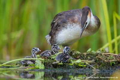 Great Crested Grebe with chicks on nest