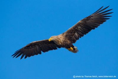 White-tailed eagle looking for prey