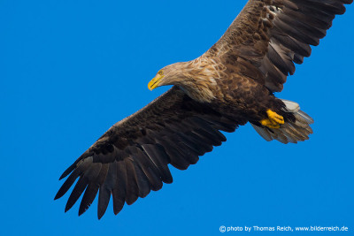 White-tailed eagle circling in clear blue sky