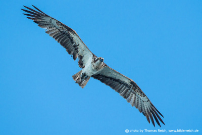 Osprey in flight from below