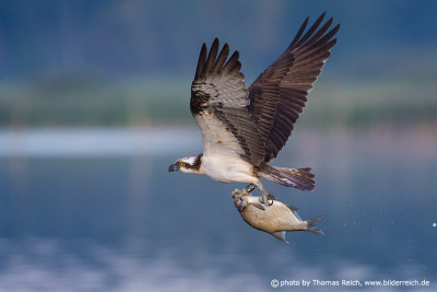 Osprey bird hunts in lake