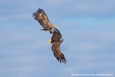 White-tailed Eagles fight