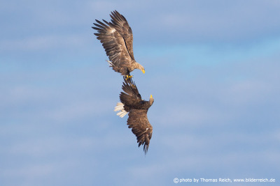 Two White-tailed Eagles are fighting in the air