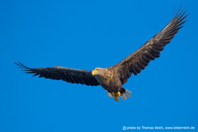 White-tailed eagle Front view of flight