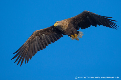 Flying White-tailed eagle diagonal front