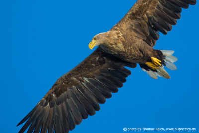 White-tailed Eagle searching for prey