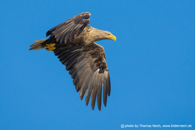 White-tailed eagle foraging from the air