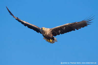 White-tailed eagle Flight image from the front