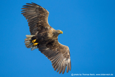 White tailed eagle with open wings attack landing