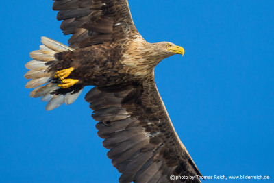 White-tailed eagle details