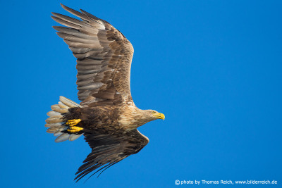White-tailed eagle - King of the sky