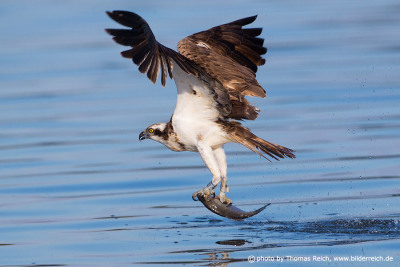 Osprey bird catches fish
