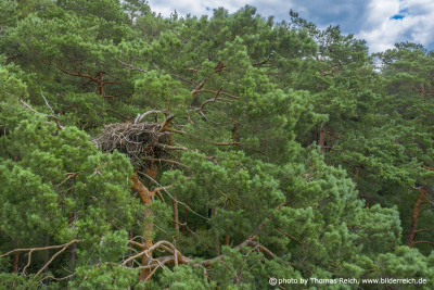 Big White-tailed eagle nest in pine forest