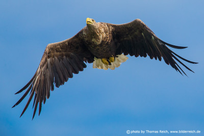 White-tailed eagle aerial image wide wings