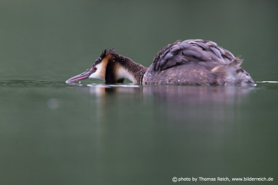 Great Crested Grebe territorial behaviour