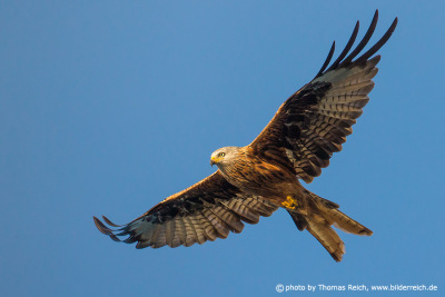Red kite on a search flight